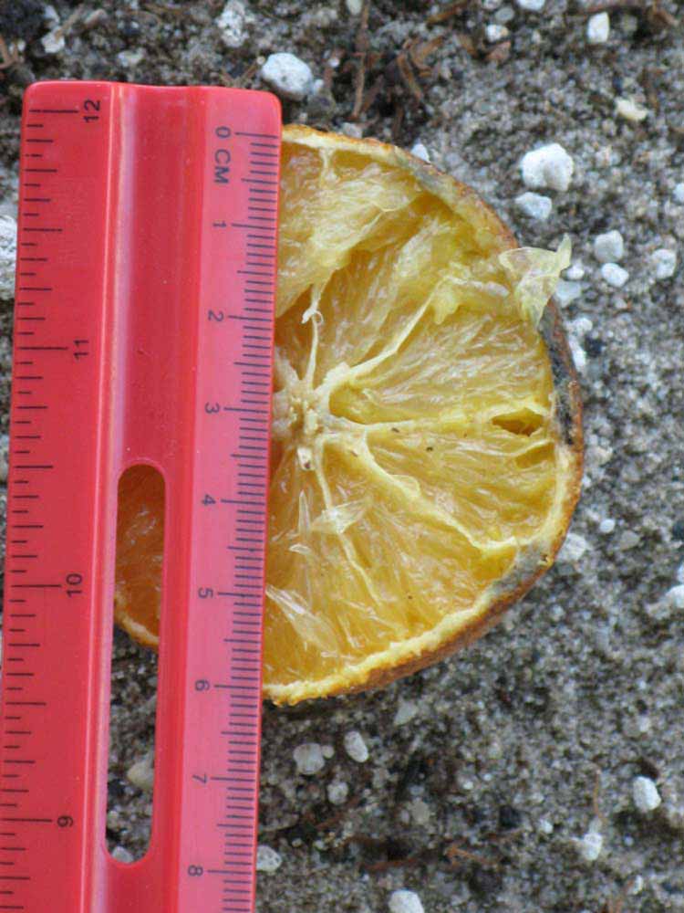              Fruit cross-section (Winter Haven, FL)       